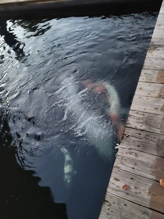 Bristol Koi Farm By appointment only Picture 15
