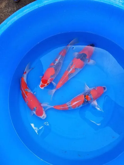 Bristol Koi Farm By appointment only Picture 14