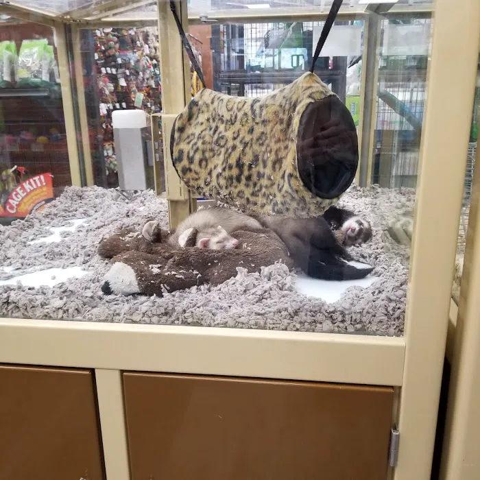 Pet Supermarket Picture 4