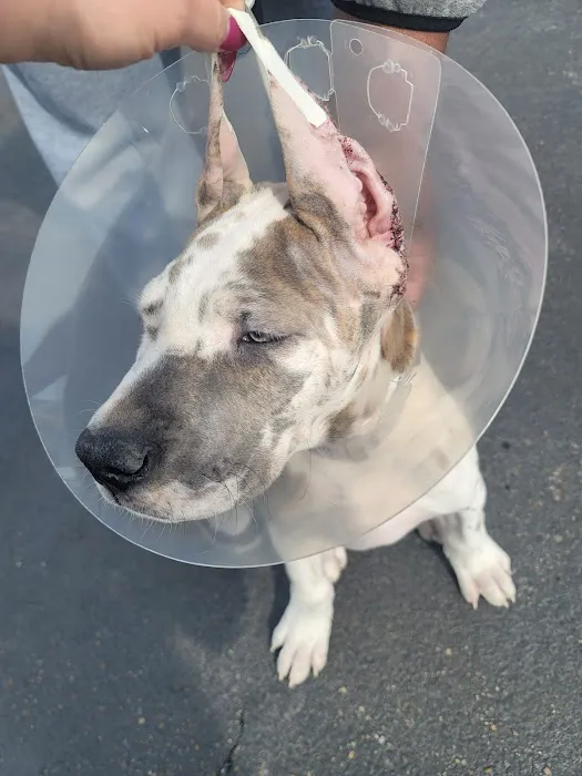 Little's Veterinary Hospital: Dubbs Patrick T DVM Picture 4