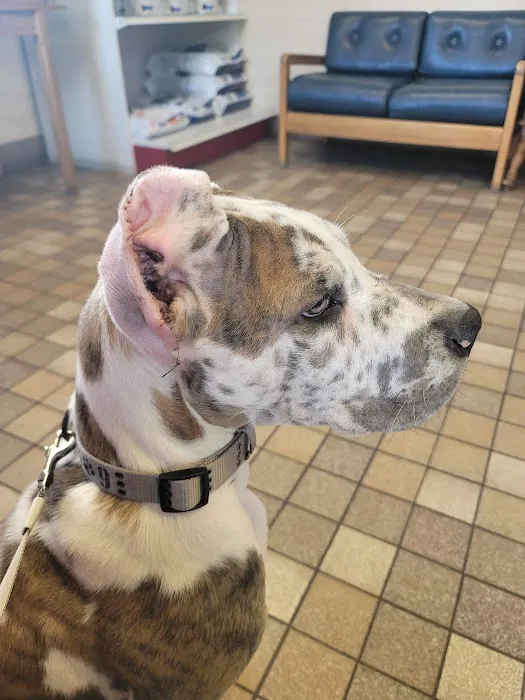 Little's Veterinary Hospital: Dubbs Patrick T DVM Picture 3