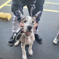 Little's Veterinary Hospital: Dubbs Patrick T DVM ico