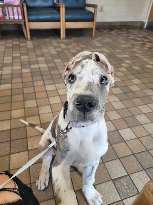 Little's Veterinary Hospital: Dubbs Patrick T DVM Picture 2