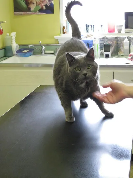 Little's Veterinary Hospital Picture 8