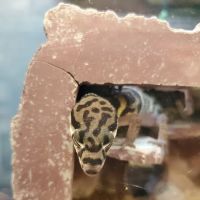Petco ico