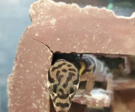 Petco