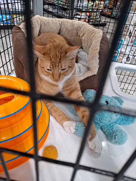 Pet Supermarket Picture 5