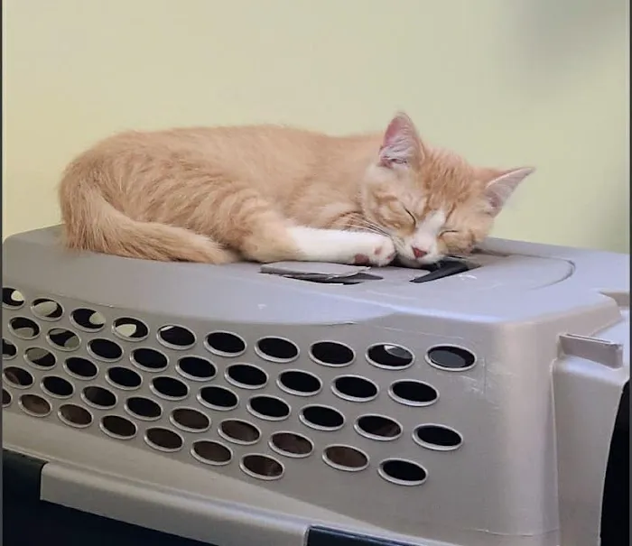Williamsport West Veterinary Hospital Picture 5