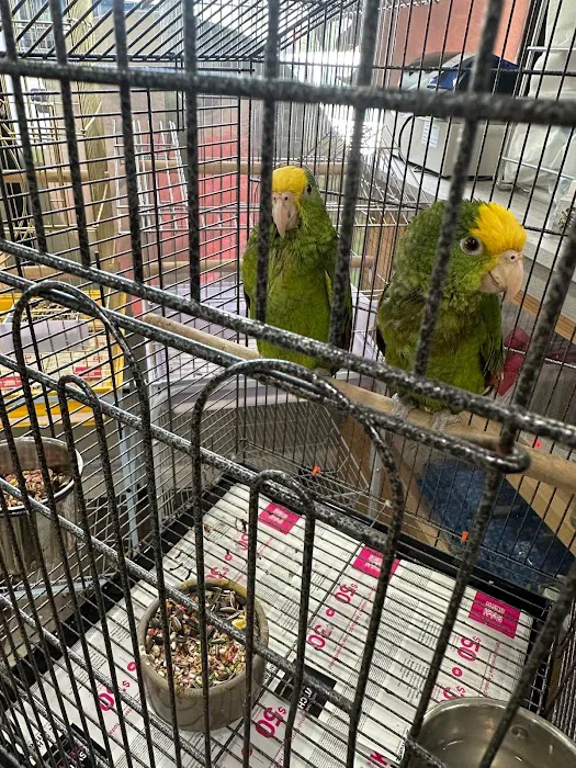 Rafas Pet Store Picture 6