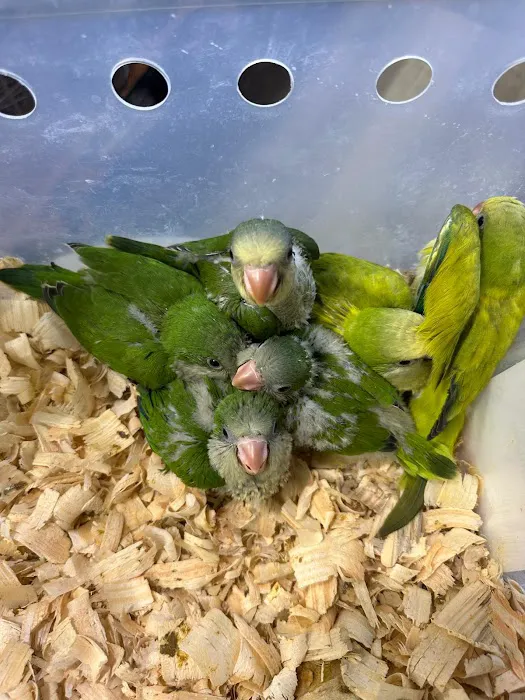 Rafas Pet Store Picture 9