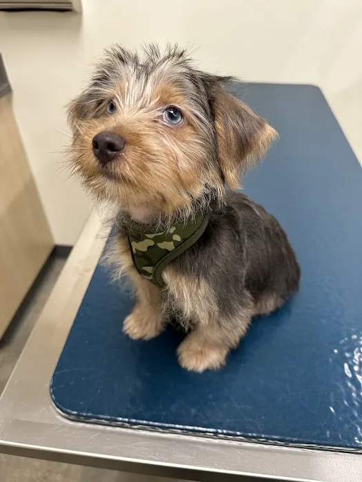 Vetco Total Care Animal Hospital Picture 9