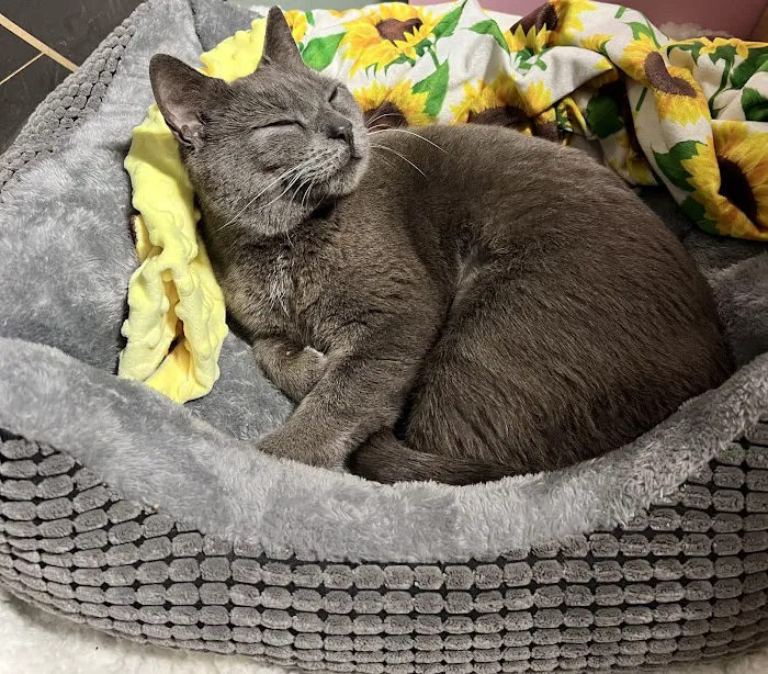 Vetco Total Care Animal Hospital Picture 6
