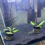 Arium Fauna & Flora