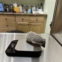Paws, Wings & Scales Animal Hospital ico