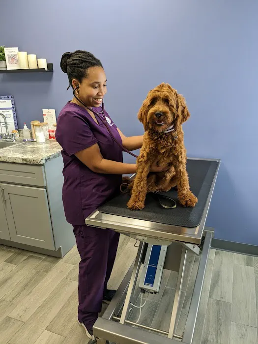 North Jersey Veterinary Hospital Picture 2