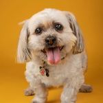 North Jersey Veterinary Hospital