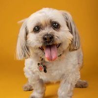 North Jersey Veterinary Hospital ico