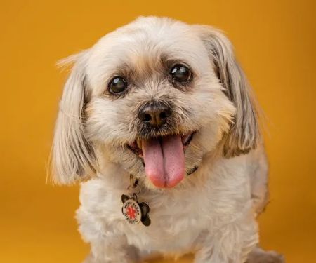 North Jersey Veterinary Hospital
