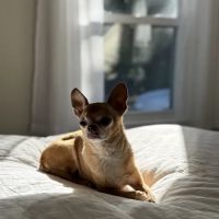 North Haledon Veterinary Care ico