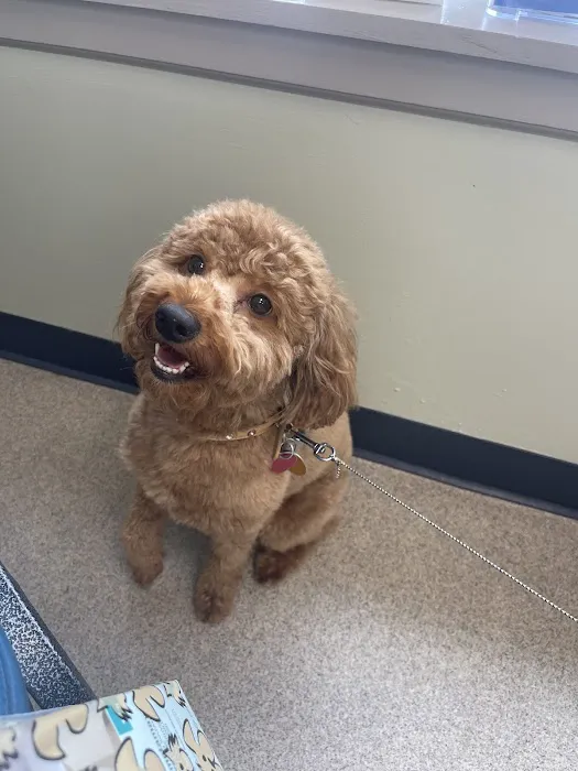 North Haledon Veterinary Care Picture 3