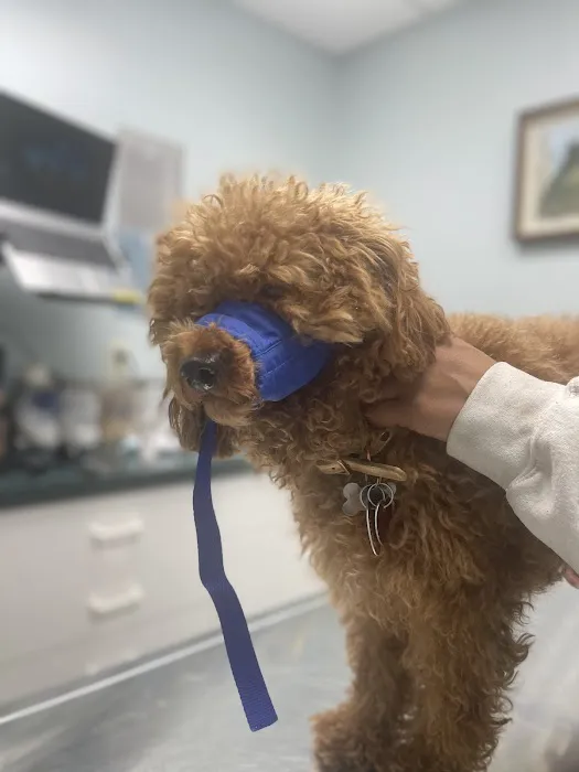 North Haledon Veterinary Care Picture 9