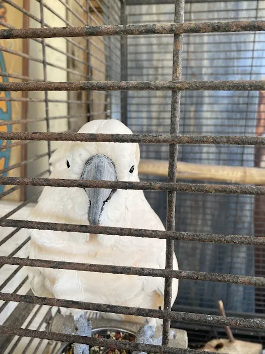 Francisco Pet Store and Supply Picture 6