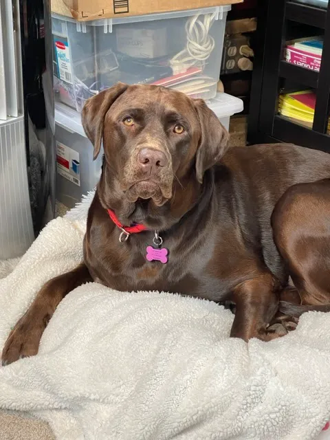 Ramapo Valley Animal Hospital Picture 6