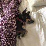 Ramapo Valley Animal Hospital
