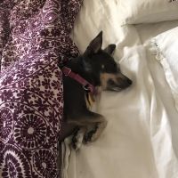 Ramapo Valley Animal Hospital ico