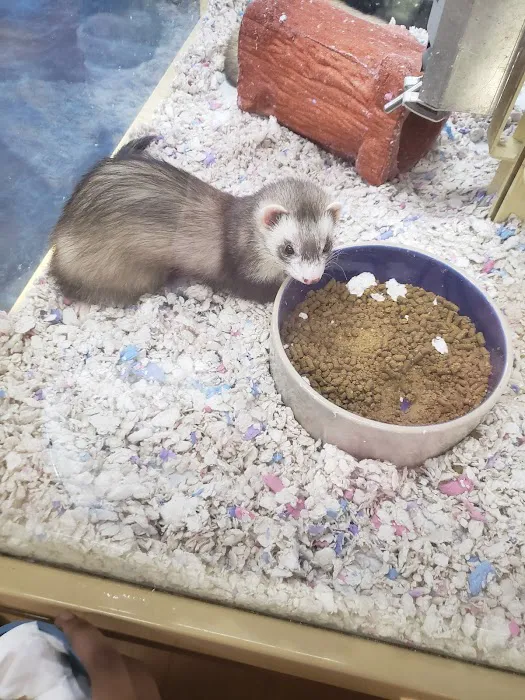 Pet Supermarket Picture 5