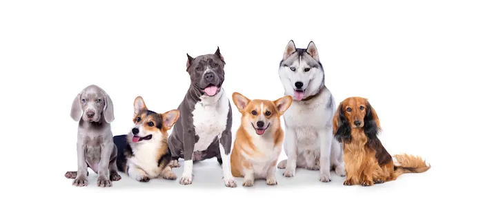 Petsify Picture 2