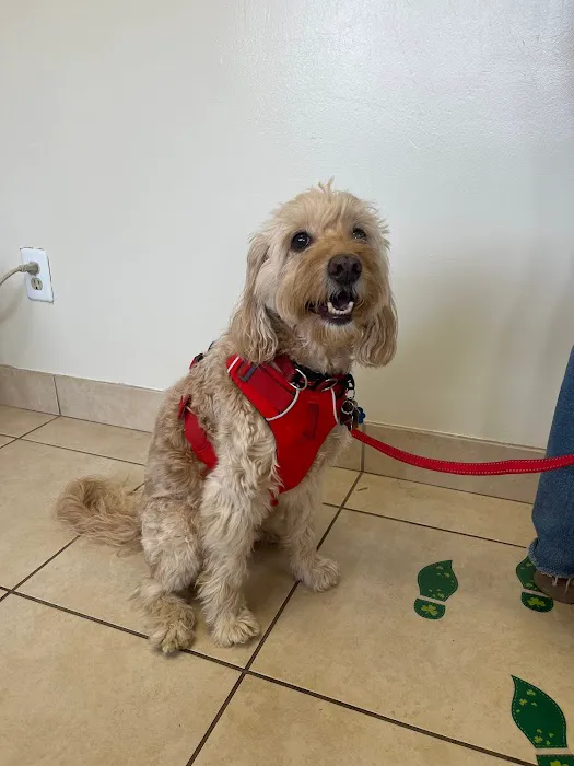 Lincoln Avenue Cat & Dog Hospital Picture 2