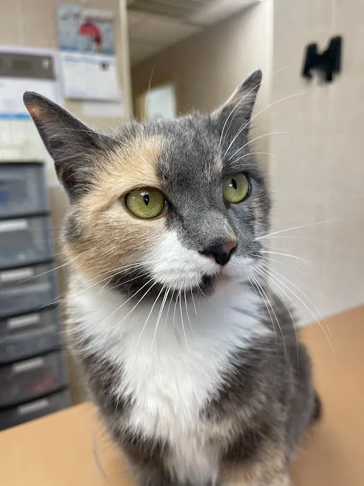 Lincoln Avenue Cat & Dog Hospital Picture 4