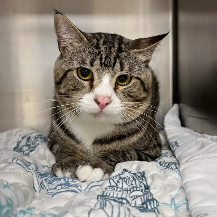 Lincoln Avenue Cat & Dog Hospital Picture 10