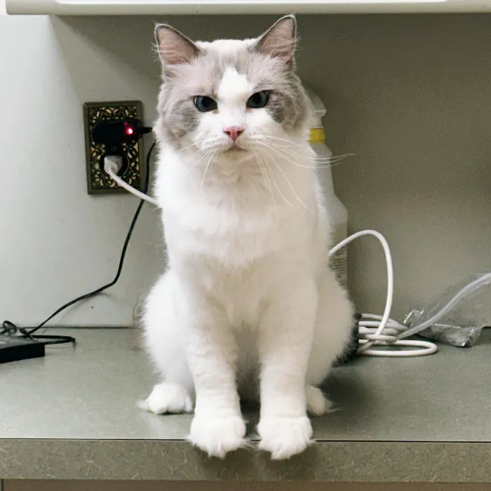 Lincoln Avenue Cat & Dog Hospital Picture 7