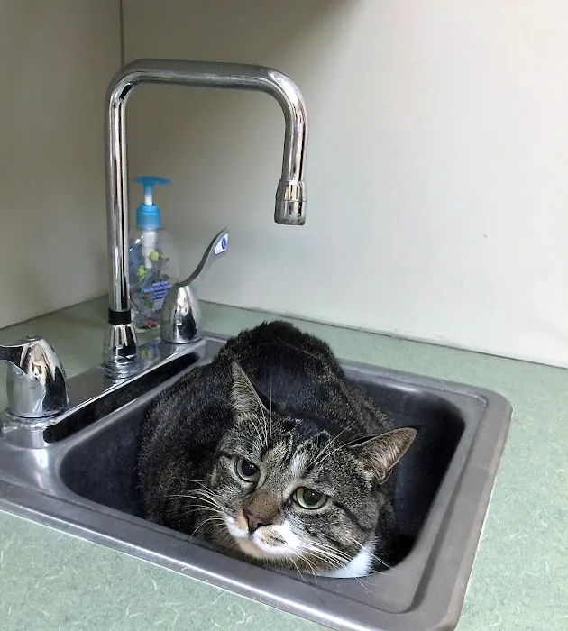Lincoln Avenue Cat & Dog Hospital Picture 9