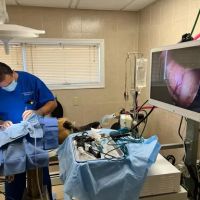 Lincoln Avenue Cat & Dog Hospital ico