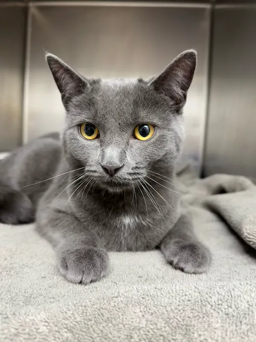 Lincoln Avenue Cat & Dog Hospital Picture 3
