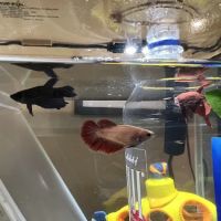 Miami Aquariums ico