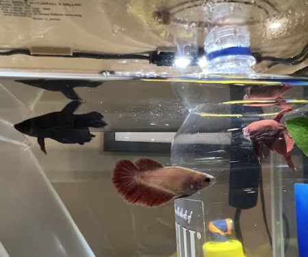 Miami Aquariums