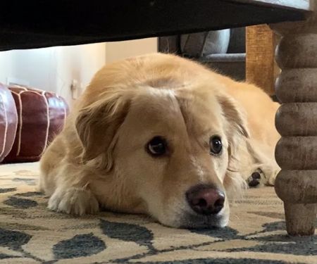 Franklin Lakes Animal Hospital