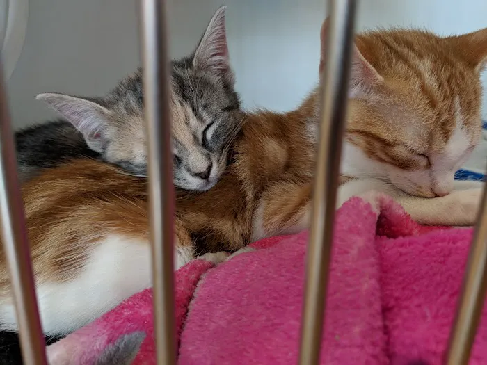 Franklin Lakes Animal Hospital Picture 6