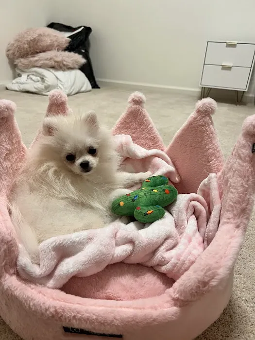 Furbaby puppies Picture 3