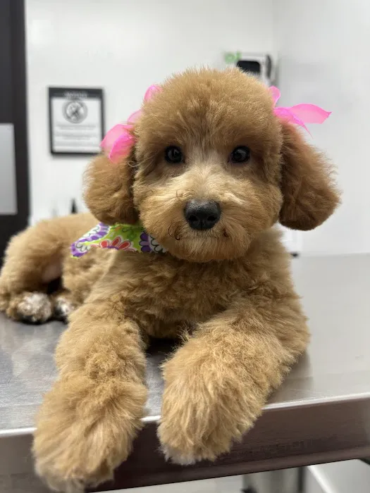 Furbaby puppies Picture 6