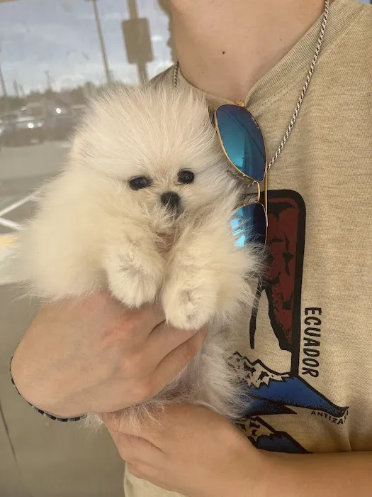 Furbaby puppies Picture 10