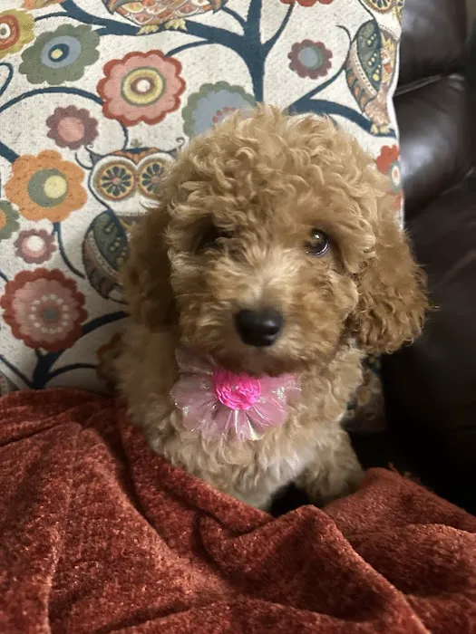 Furbaby puppies Picture 9