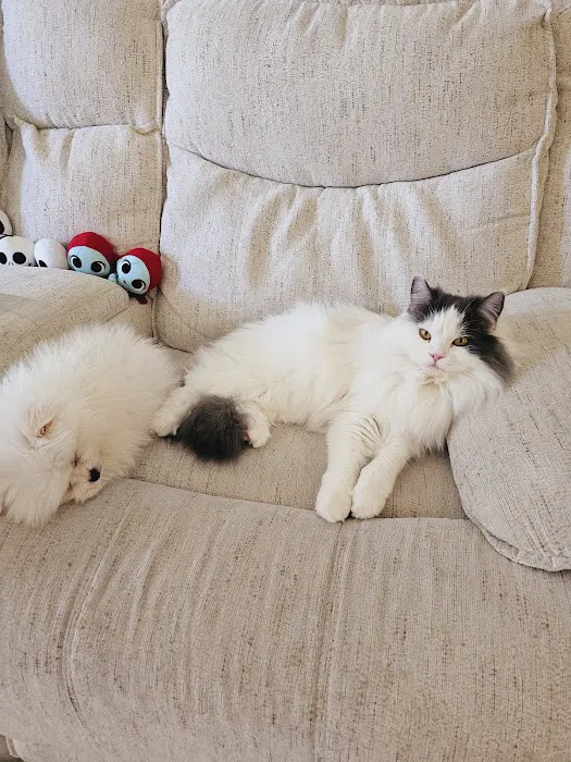 Furbaby puppies Picture 1