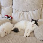 Furbaby puppies