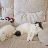 Furbaby puppies ico