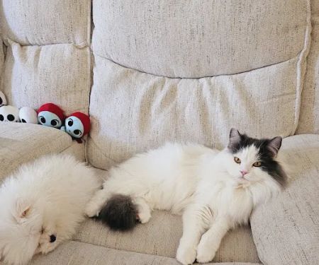 Furbaby puppies